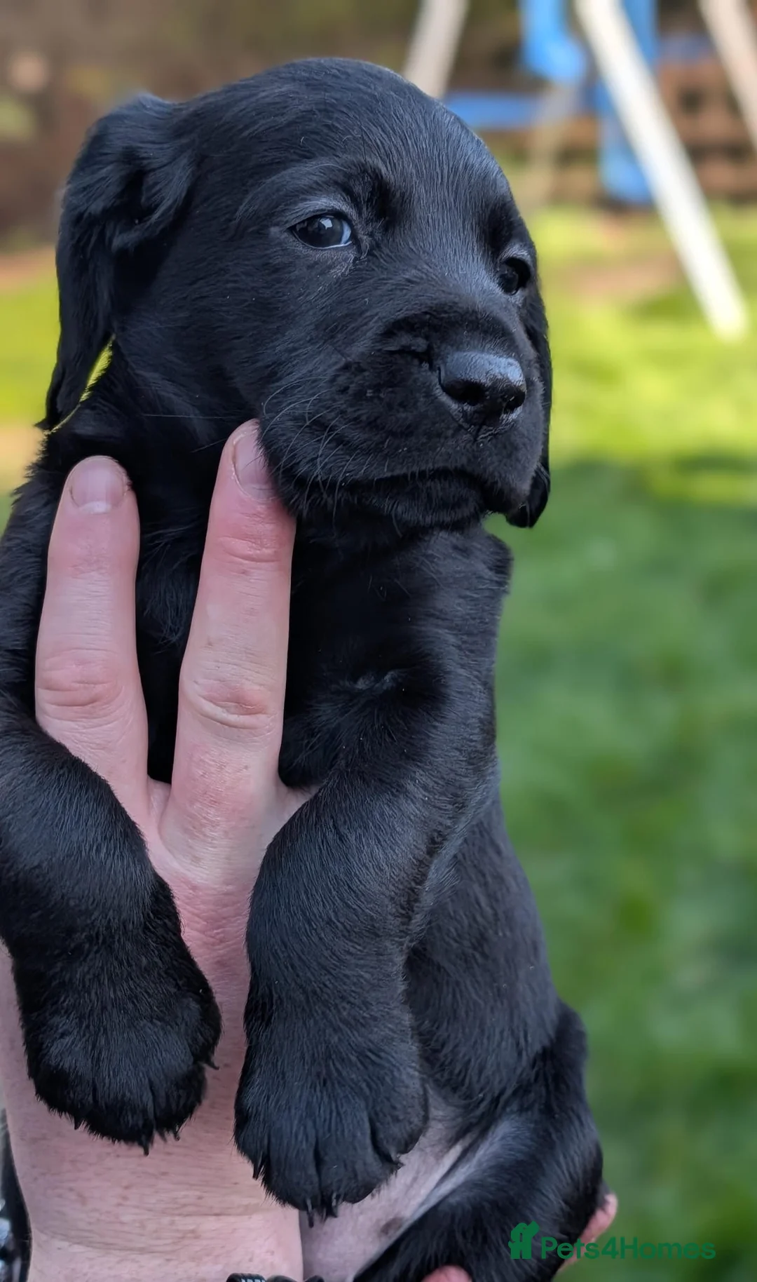 Cockerdor dogs for sale: Beautiful litter of Cockerdors  in Bedale - Advert 1