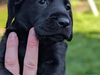 Cockerdor dogs Beautiful litter of Cockerdors - Advert 3