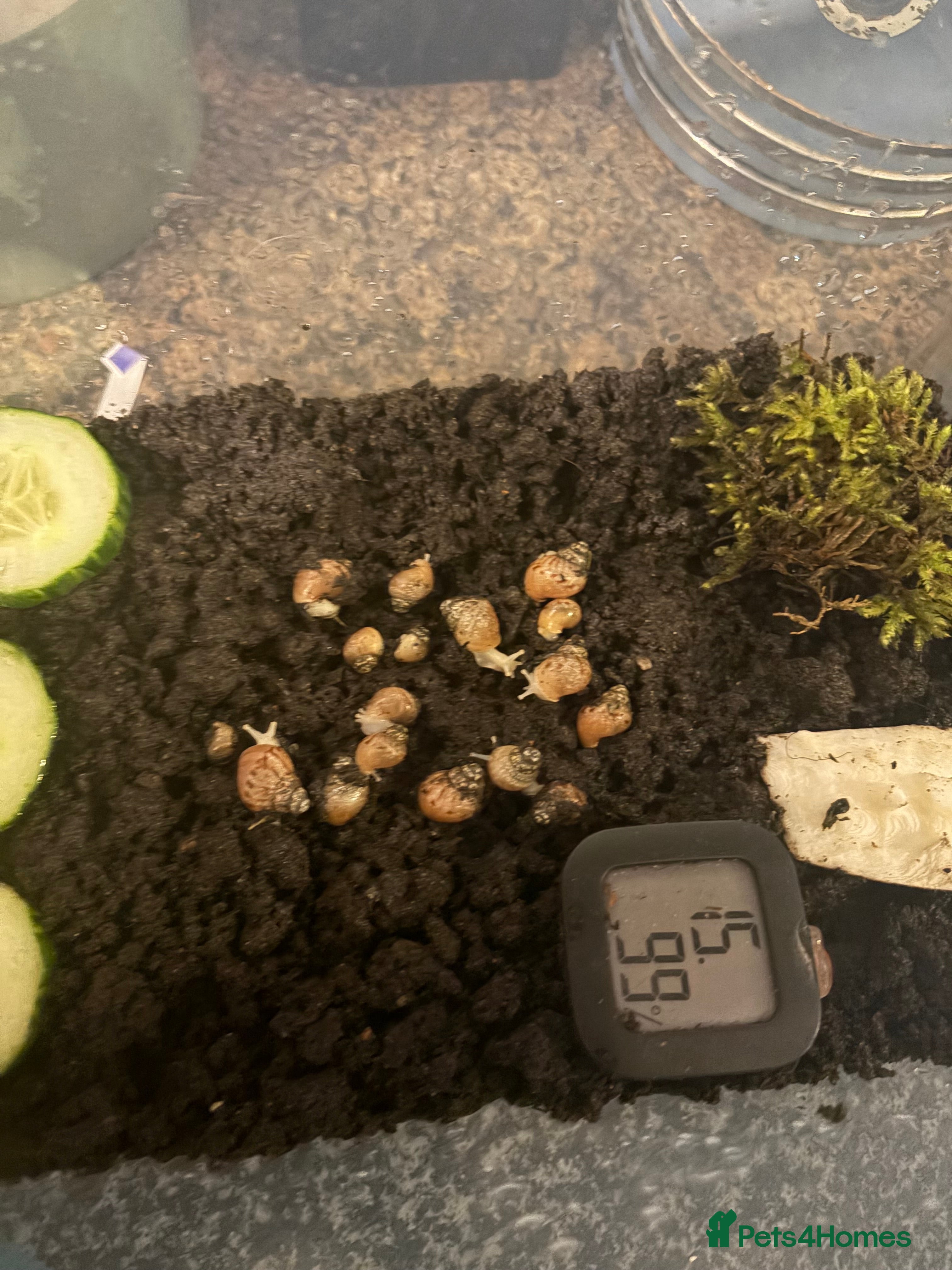 Snails invertebrates African land snails  - Advert 1