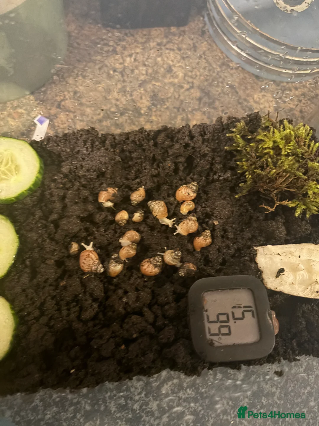 Snails invertebrates for sale: African land snails  in Woodstock - Advert 1