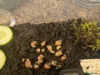 Snails invertebrates African land snails - Advert 1