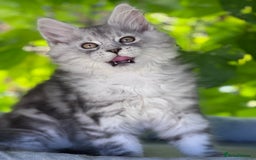 Maine Coon cats for sale: ✨🌟Beautiful The last little boy Maine Coon 😻🌟✨ - Image 11