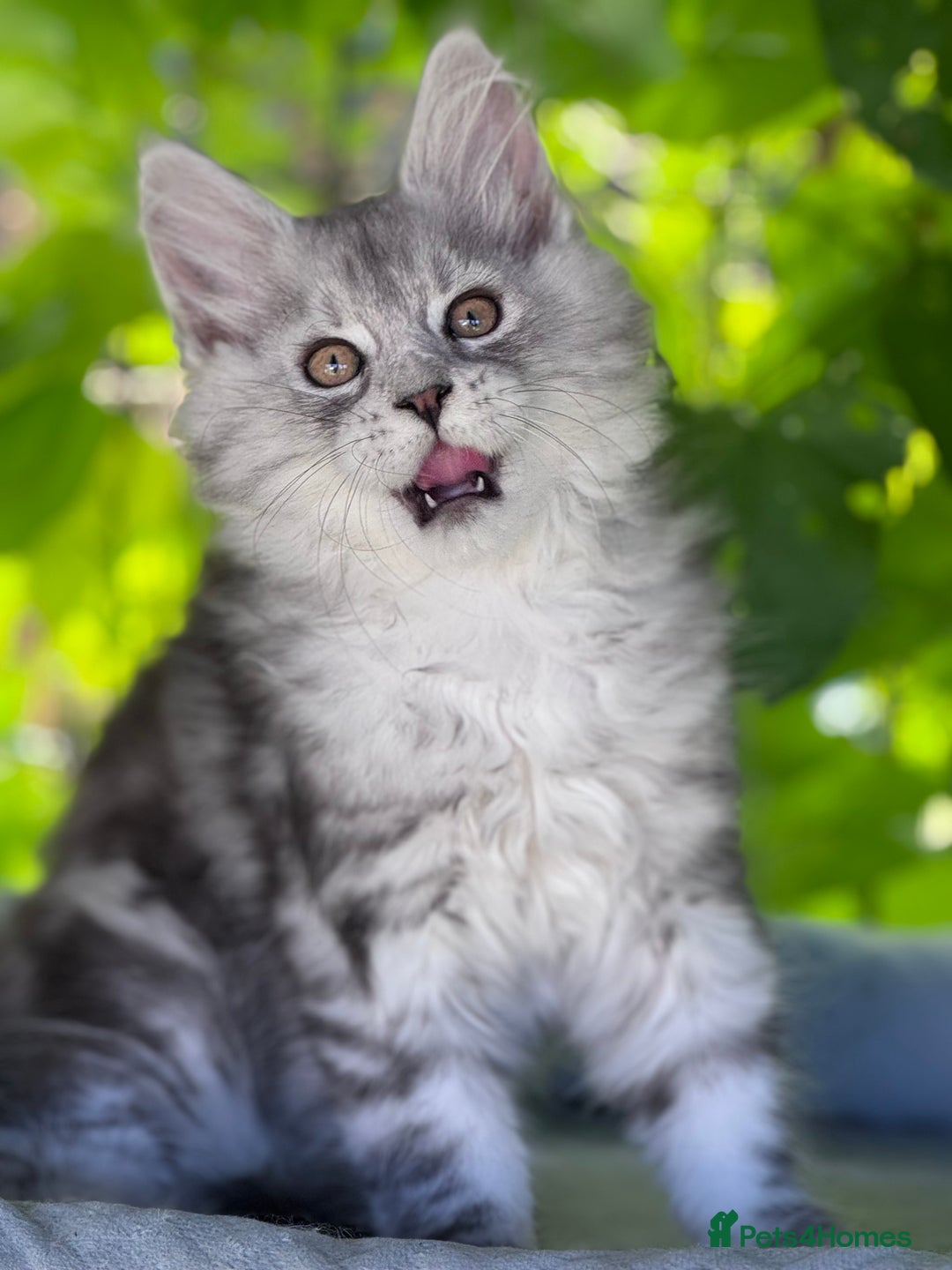 Maine Coon cats for sale: ✨🌟Beautiful The last little boy Maine Coon 😻🌟✨ - Image 11