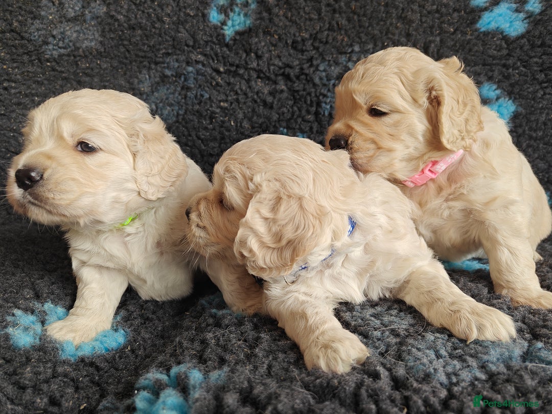 Mixed Breed dogs for sale: 🐾 Dakota Sports Retrievers 🐾 (Mini Retrievers)  - Image 11
