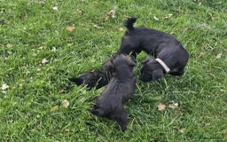 Patterdale Terrier dogs for sale: 2 Adorable Farm-Bred Girls.  - Image 8