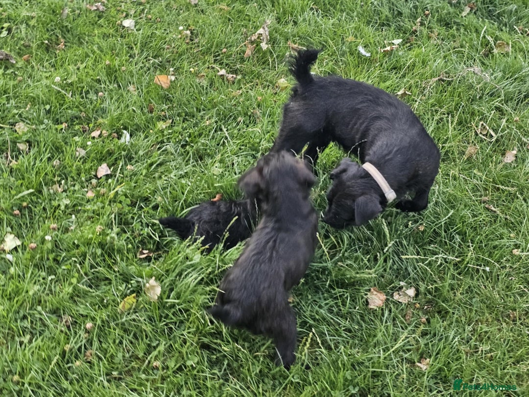 Patterdale Terrier dogs for sale: 2 Adorable Farm-Bred Girls.  - Image 8