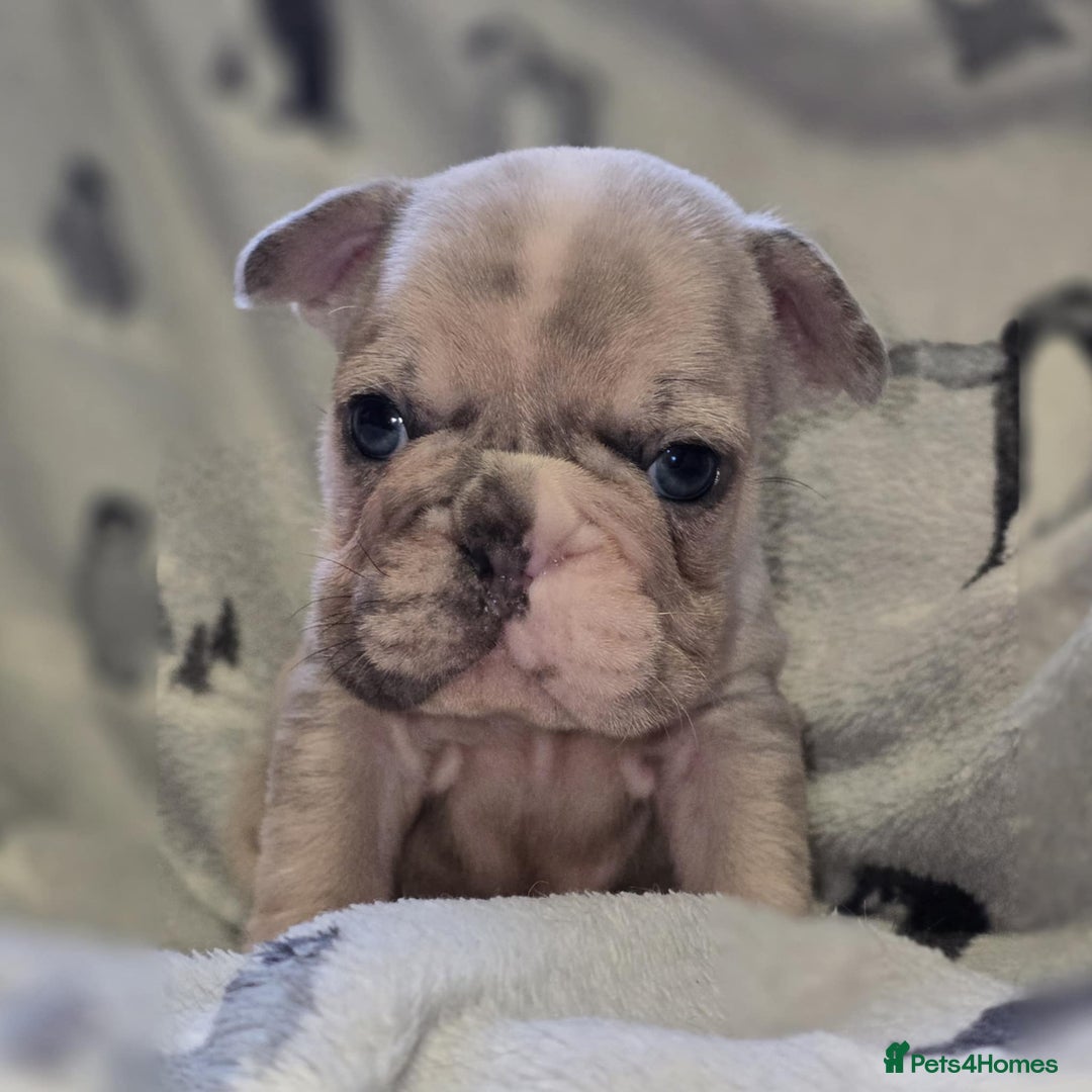 French Bulldog dogs for stud: 💎 Simba – Merle French Bulldog Stud 🐾 - Advert 3