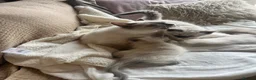 Ragdoll cats for sale: Stunning chunky Blue Point Ragdolls in Newport - Advert 24