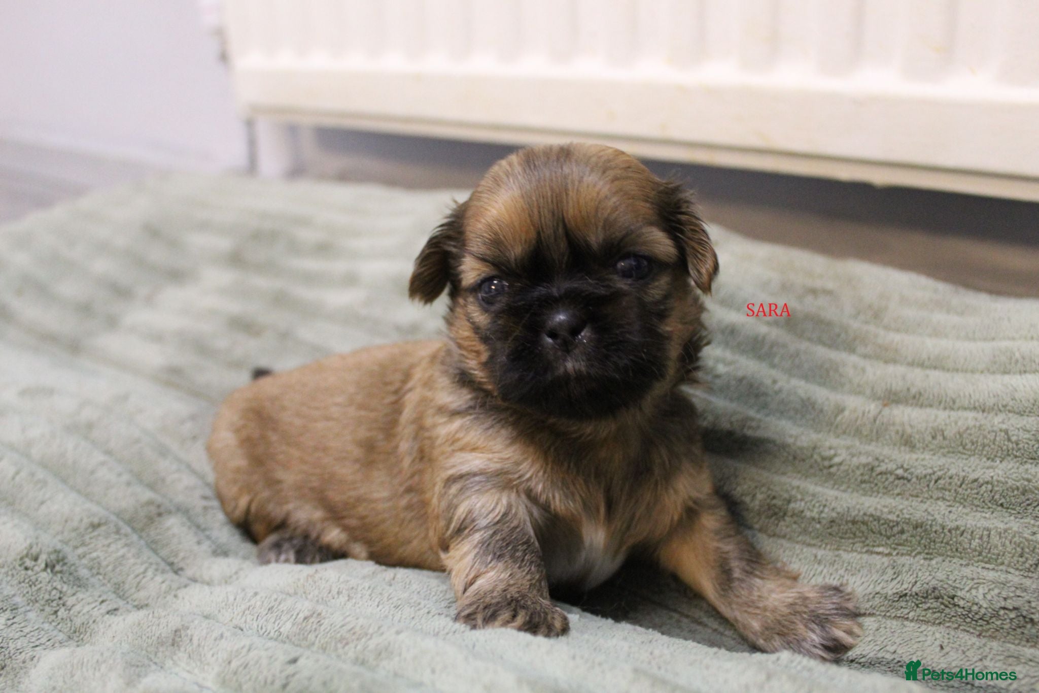 Shih Tzu dogs LOVELY SHIH TZU PUPPIES KC REG PEDIGREE  - Advert 1