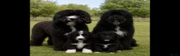 Bernedoodle dogs for sale: Amazing Saint Bernadoodle puppies - Advert 2