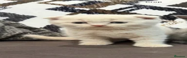 Scottish Fold Kitten 4