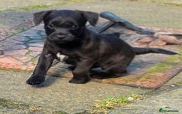 Mixed Breed dogs for sale: Gorgeous Border/Patterdale bitch - Image 6