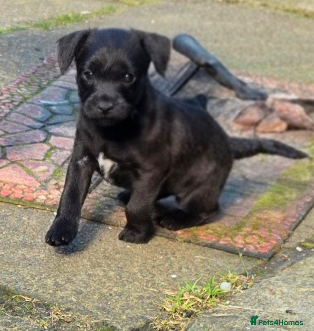 Mixed Breed dogs for sale: Gorgeous Border/Patterdale bitch - Image 6