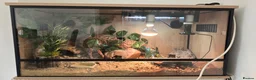 Leopard Gecko reptiles for sale: Leopard Gecko with enclosure  - Advert 1