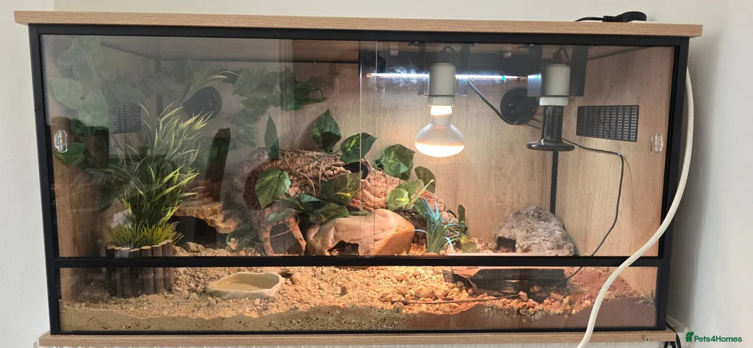 Leopard Gecko reptiles for sale: Leopard Gecko with enclosure  - Advert 1