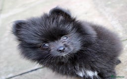 Pomeranian dogs for sale: Champion Russian Bloodlines Boy Pomeranian  - Image 4