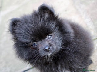 Pomeranian dogs - Advert 1