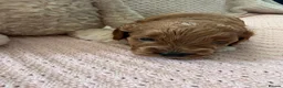 Cavapoo dogs for sale: Cavapoo girls  - Advert 11