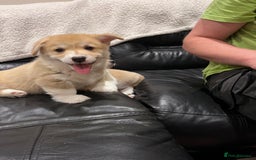Welsh Corgi Pembroke dogs for sale: KC registered puppies 🐶  - Image 2