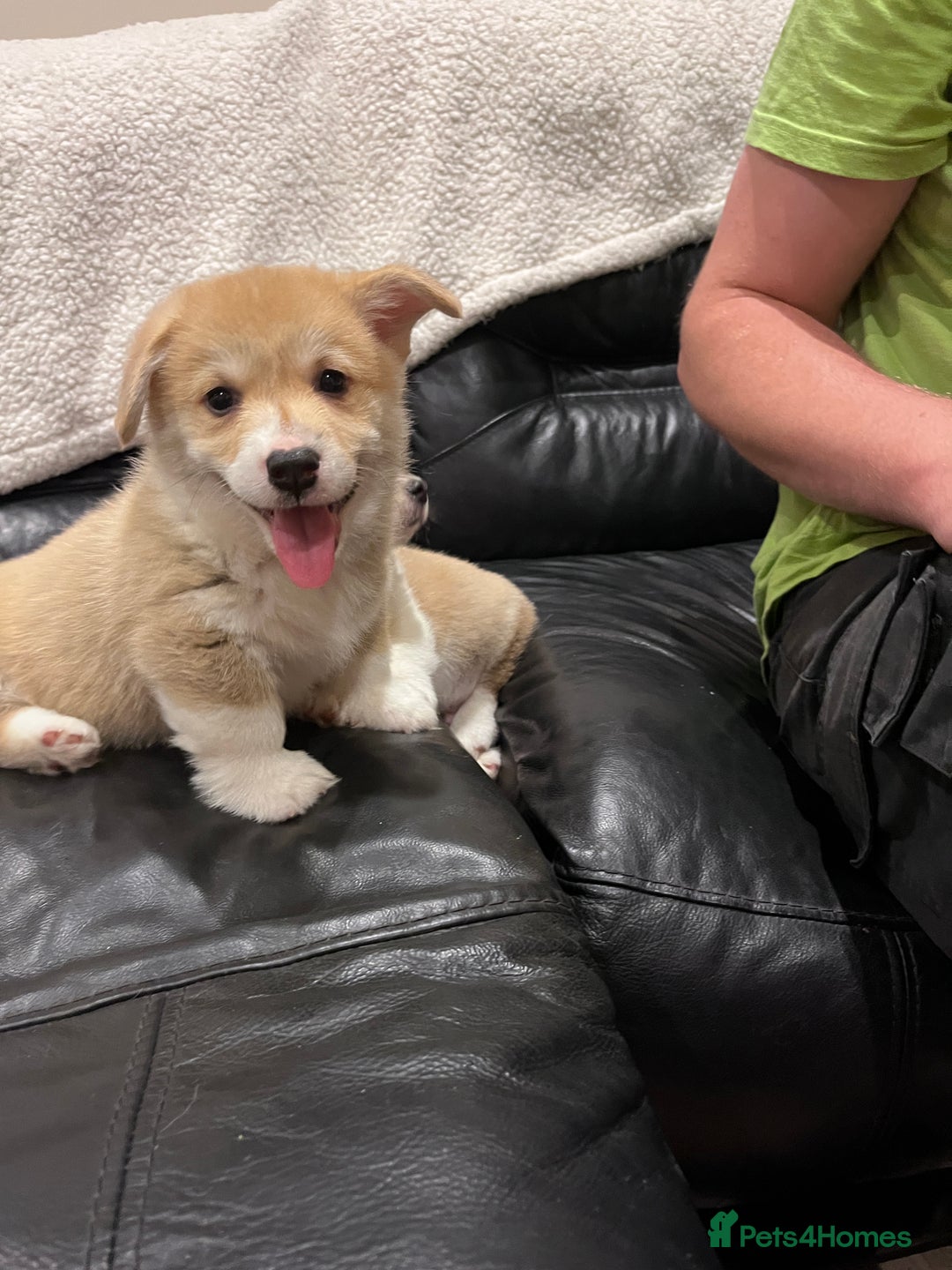 Welsh Corgi Pembroke dogs for sale: KC registered puppies 🐶  - Image 2