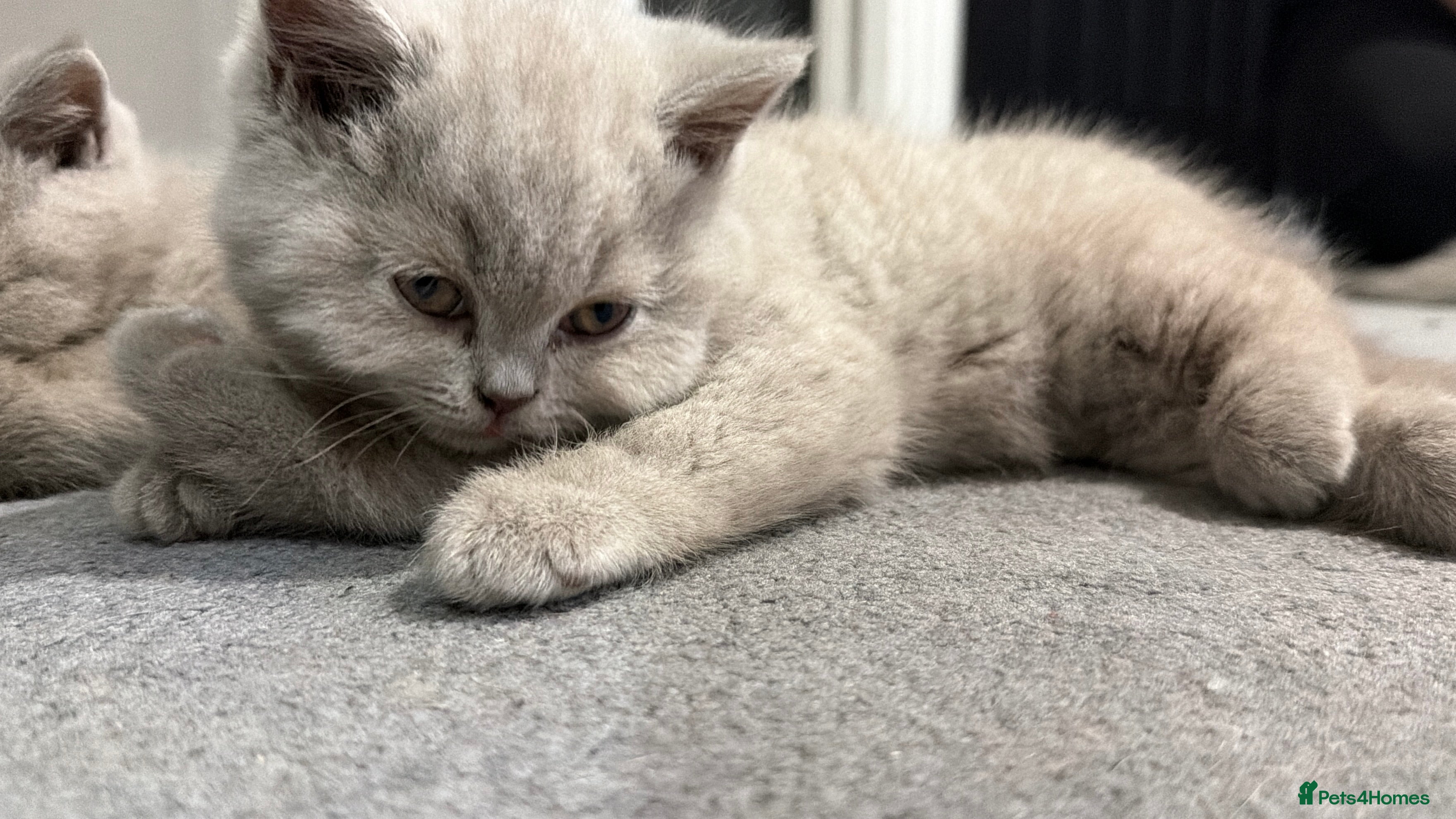 British Shorthair cats Beautiful Lilac British Shorthaired Kittens - Advert 2