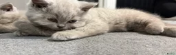 British Shorthair cats for sale: Beautiful Lilac British Shorthaired Kittens - Advert 2