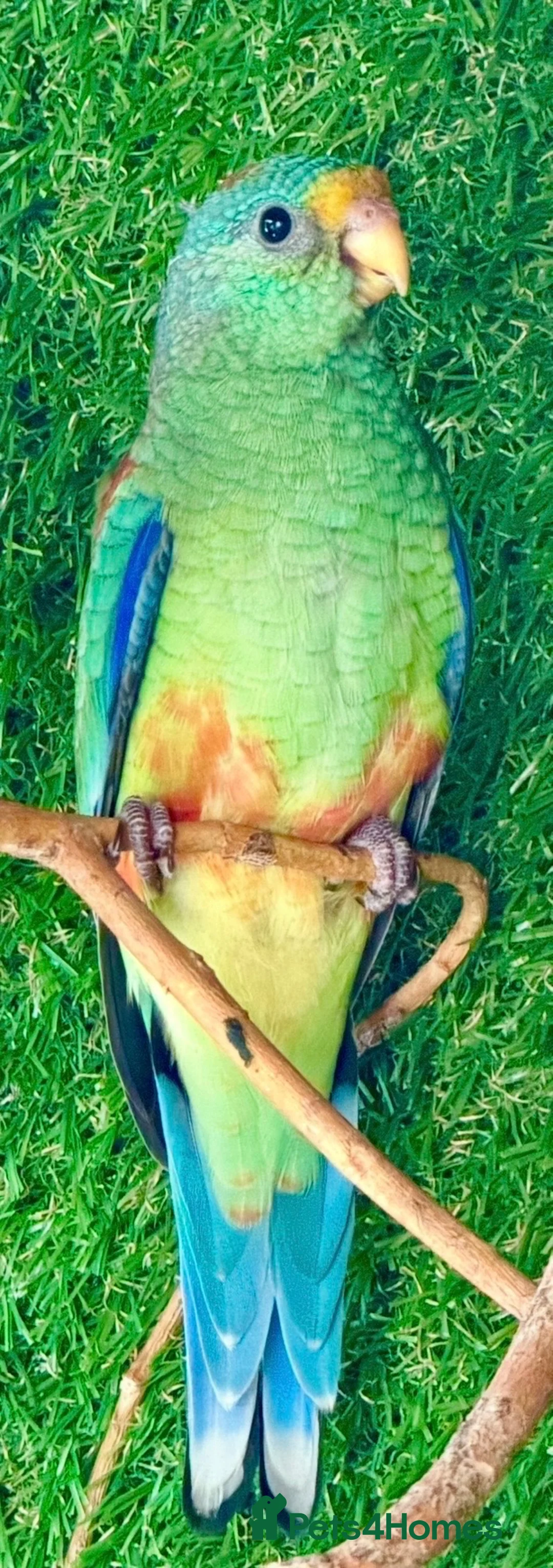 Parrots birds for sale: Mulga Parrot Cock Bird This Years 2026 - Advert 1