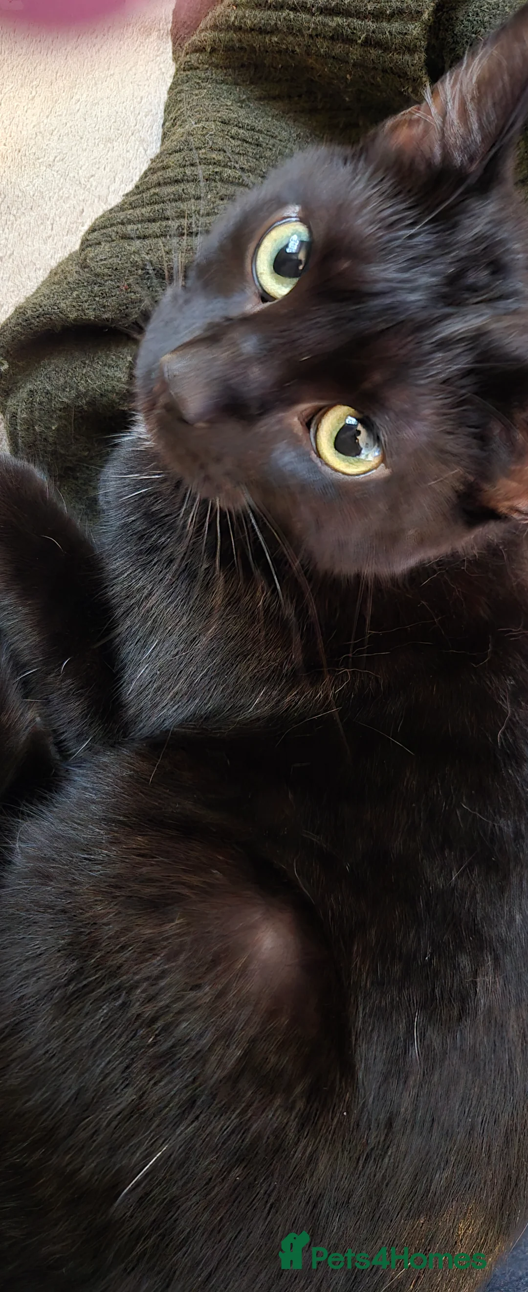 Mixed Breed cats for sale: 3 Black Male Kittens - Advert 1