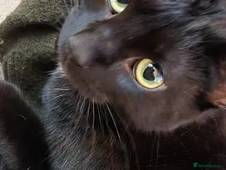 Mixed Breed cats Expectant Litter *NOT BORN YET* - Advert 16