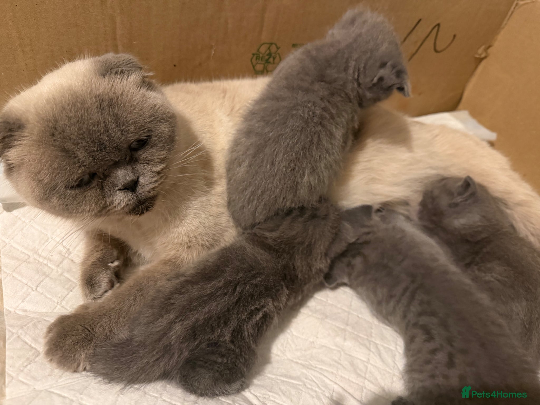 Scottish Fold cats Adorable Scottish fold kittens - Advert 1