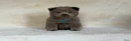 Chow Chow dogs for sale: Exotic colour pure chow chow puppies for sale  - Advert 18