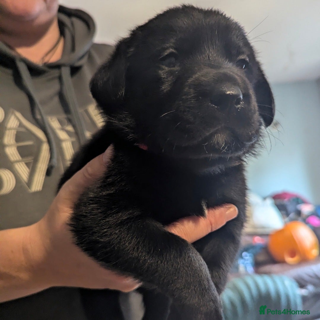 Labrador Retriever dogs for sale: Beautiful litter of brown & black labrador puppies - Image 7