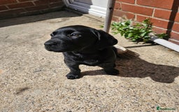 Labrador Retriever dogs for sale: Black female lab pup - Image 2