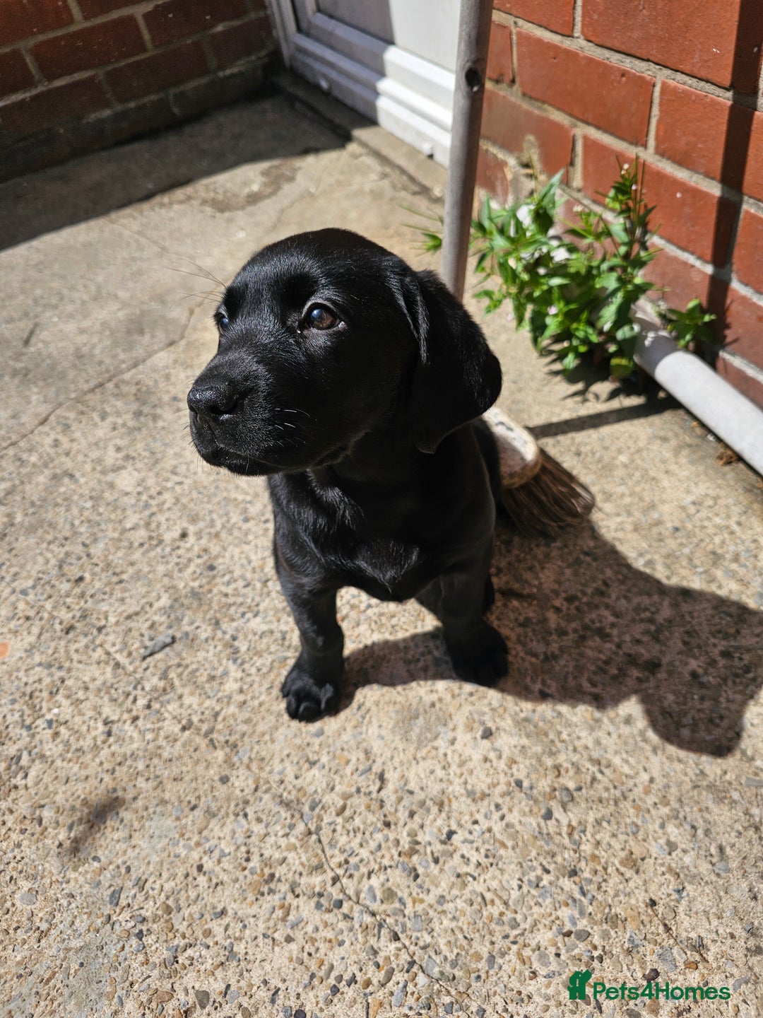 Labrador Retriever dogs for sale: Black female lab pup - Image 2