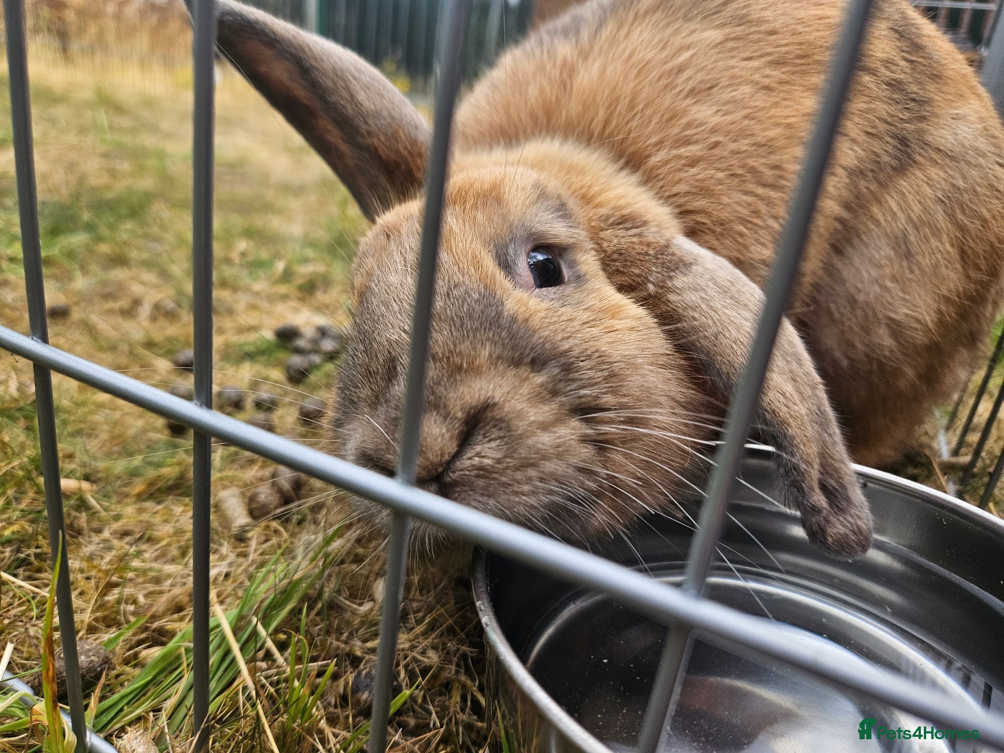 Mixed Breed rabbits A lovely bunny- Bert - Advert 2