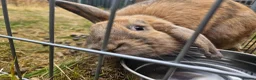Mixed Breed rabbits for sale: A lovely bunny- Bert - Advert 1