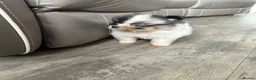 Pomeranian dogs for sale: Unique Parti tan Merle blue eye 💎 - Advert 6