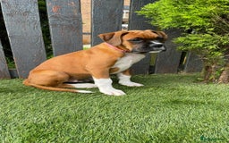 Boxer dogs for sale: A Second Chance for a Gentle Boxer - Advert 20