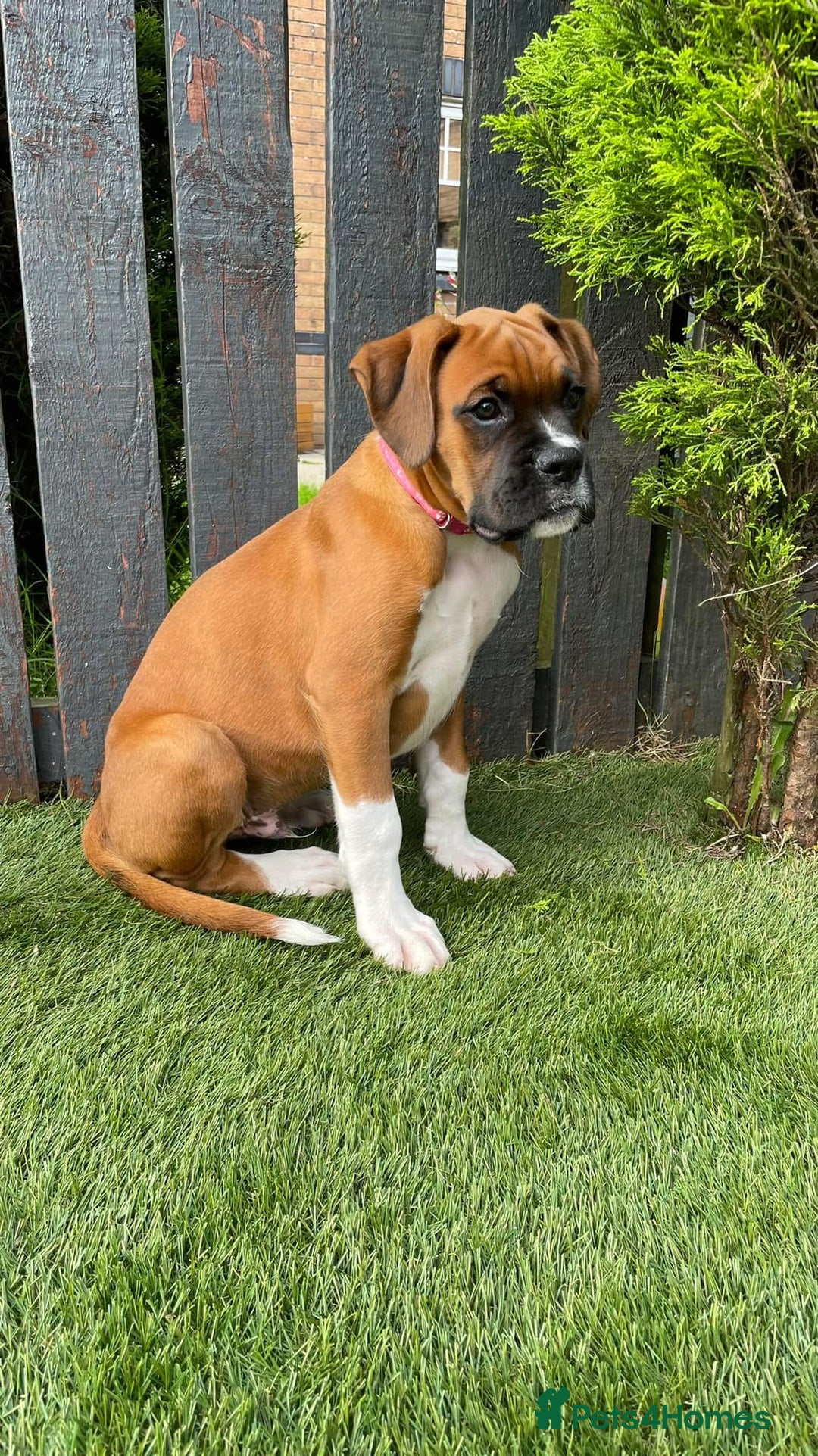 Boxer dogs for sale: A Second Chance for a Gentle Boxer - Advert 20