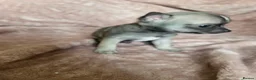 Chihuahua dogs for sale: 4 Tiny Apple head Chihuahuas  - Advert 3