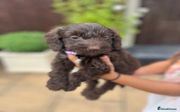 Mixed Breed dogs for sale: Beautiful cockapooXspringer puppies - Image 19