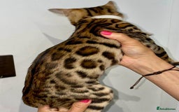 Bengal cats for sale: Top quality pure Bengal kittens available now - Image 9