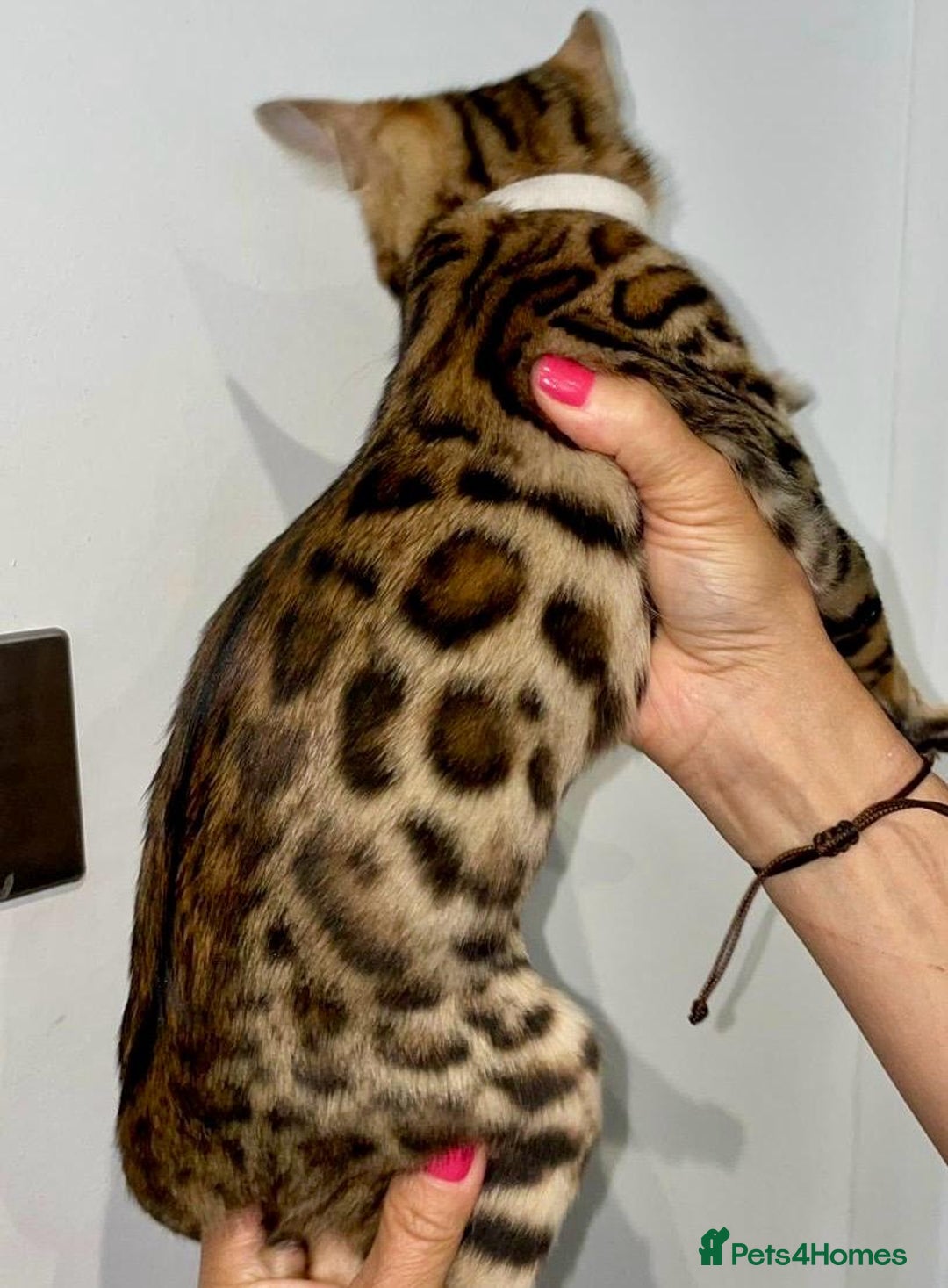 Bengal cats for sale: Top quality pure Bengal kittens available now - Image 9