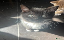 British Shorthair cats for sale: Beautiful British shorthair kitty!! - Image 8
