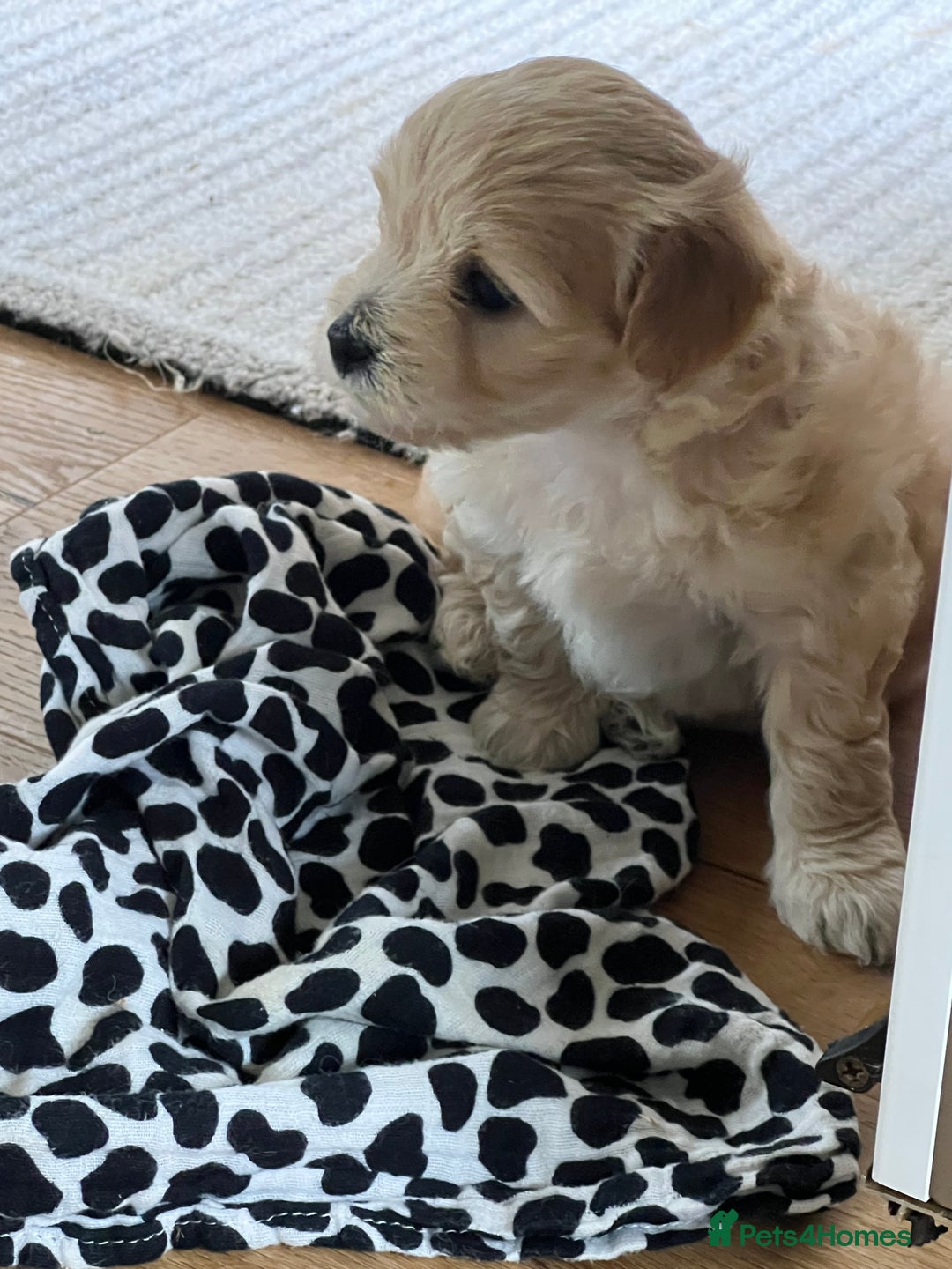 Maltipoo dogs for sale: Maltipoo puppies  - Advert 6