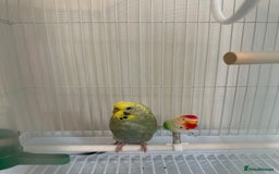 Budgerigars birds for sale: Budgie for sale-transport cage and food included - Image 2