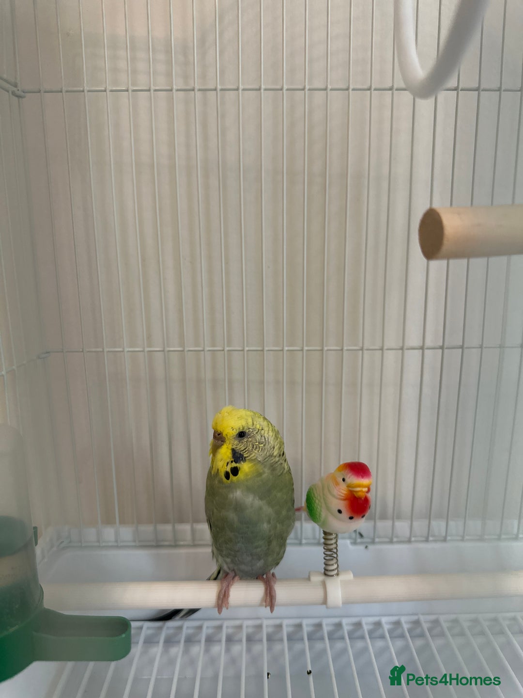 Budgerigars birds for sale: Budgie for sale-transport cage and food included - Image 2