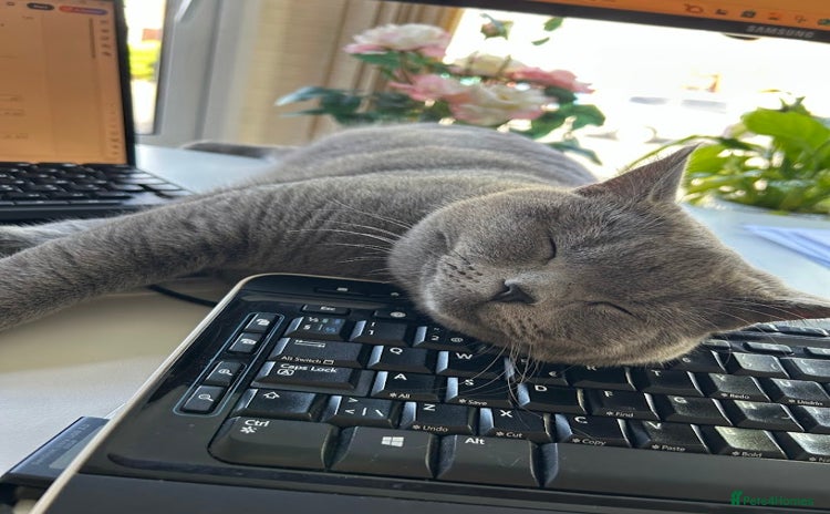 British Shorthair cats - Advert 7