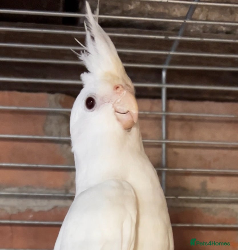 Cockatiels birds TWO ALBINO COCKATIELS FOR SALE - Advert 1