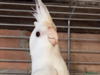 Cockatiels birds TWO ALBINO COCKATIELS FOR SALE - Advert 1